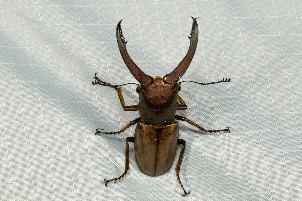 Cyclommatus montanellus 成蟲。