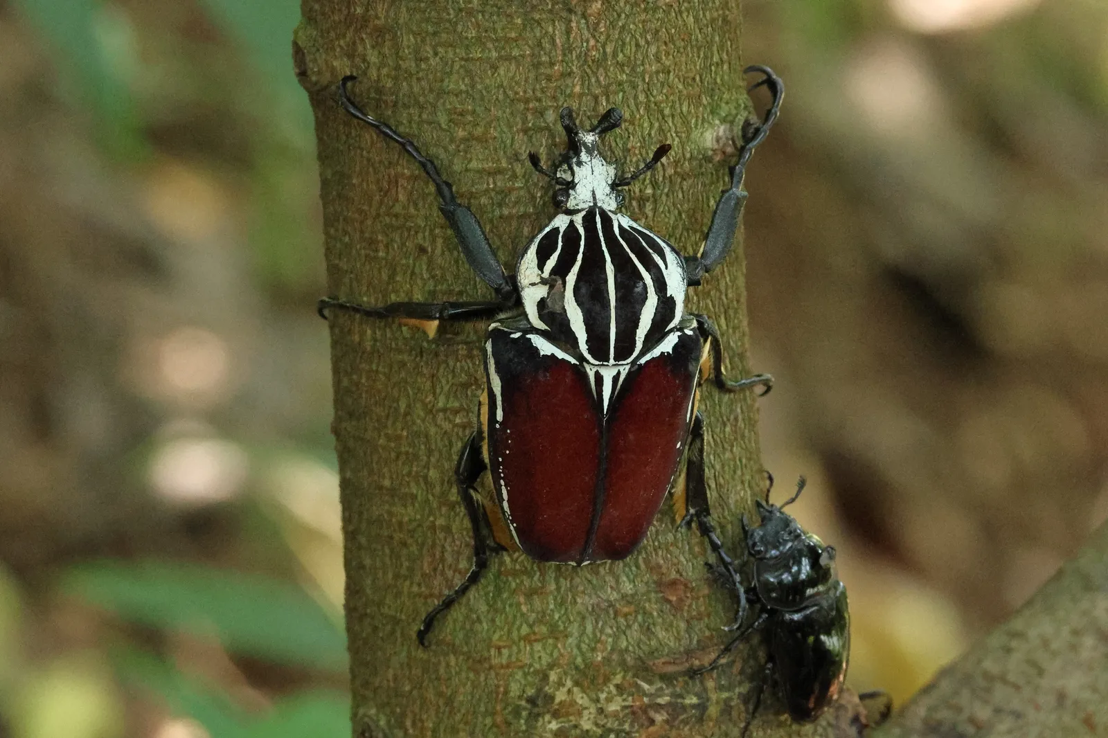 中央為 Goliathus goliatus goliatus 成蟲；右下另有其他甲蟲。