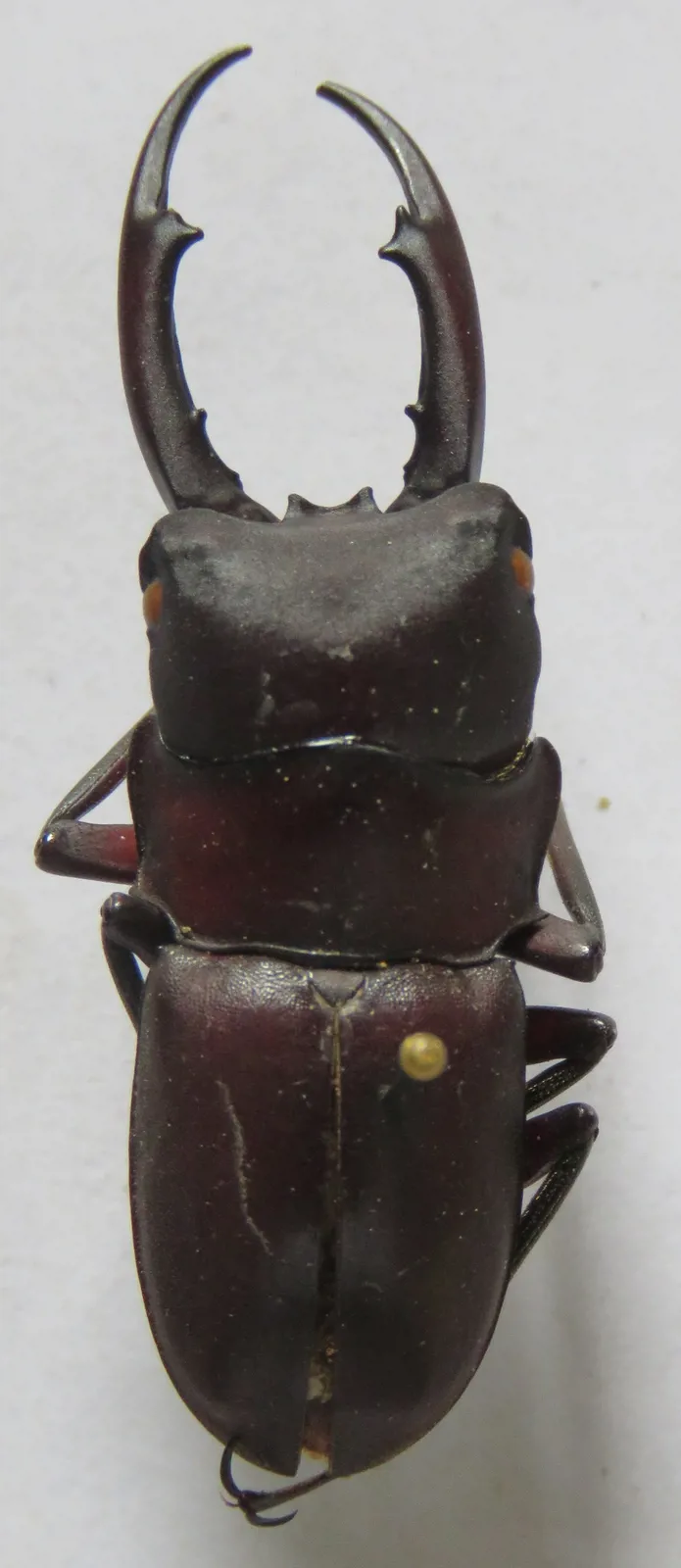 Prosopocoilus francisi 雄蟲標本背面照。