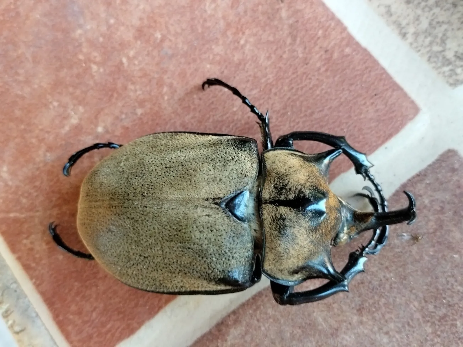Megasoma nogueirai 雄成蟲。
