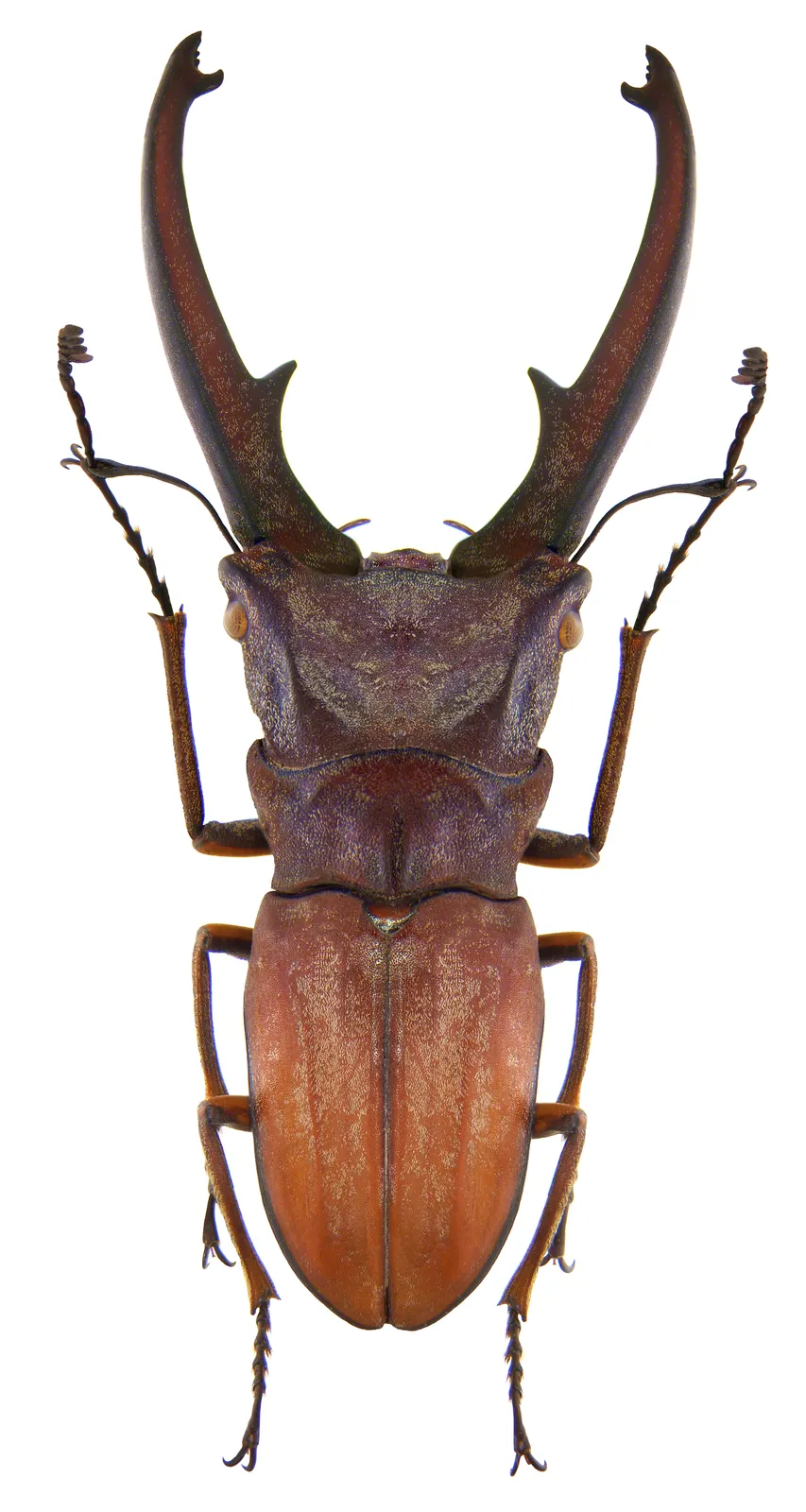 Cyclommatus canaliculatus canaliculatus 雄蟲標本背面照。