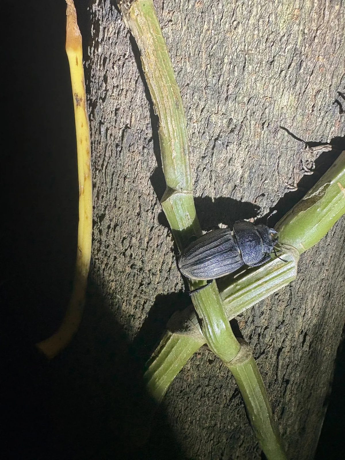 Serrognathus costatus 成蟲的觀察照片。