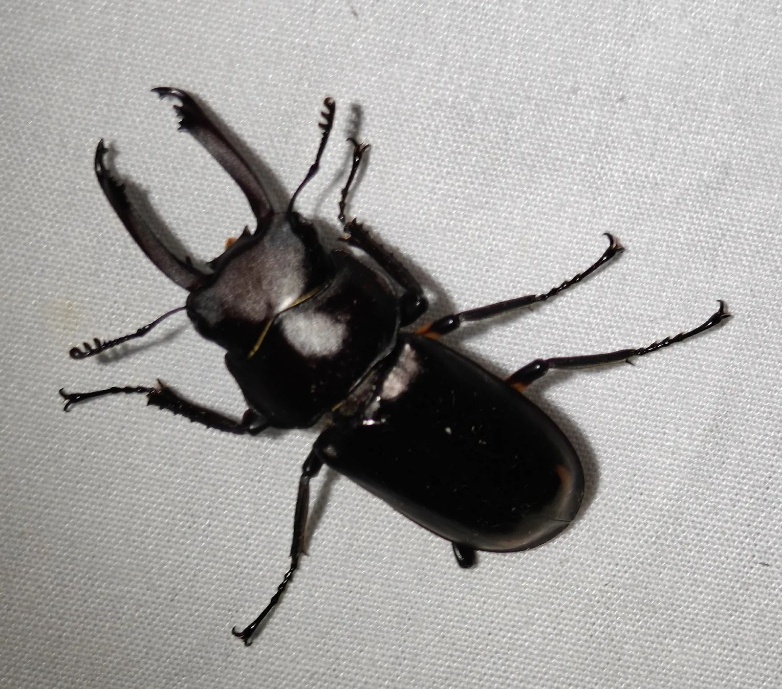 Falcicornis bisignatus 成蟲背面照。