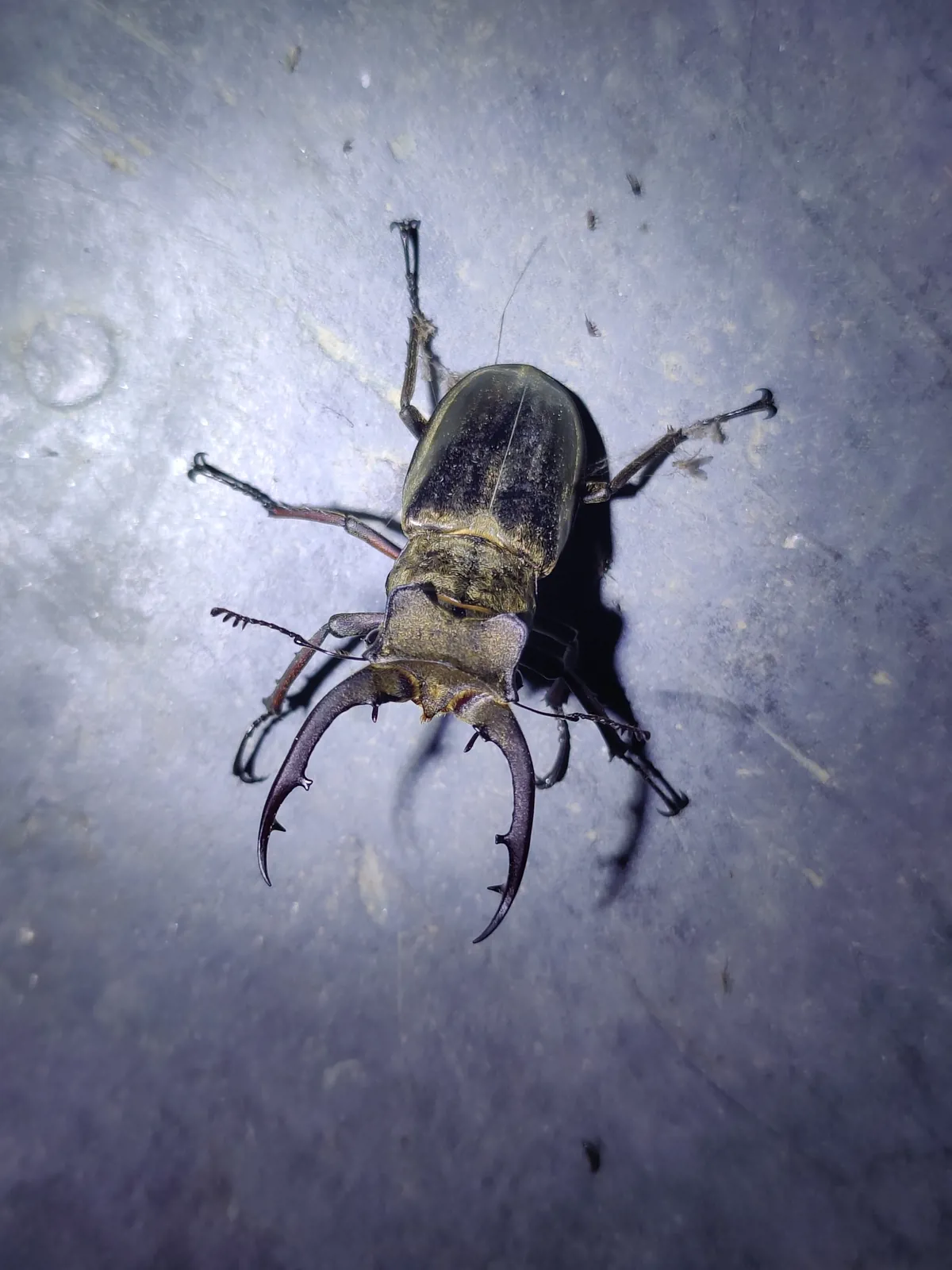 Lucanus mearesii 雄蟲。