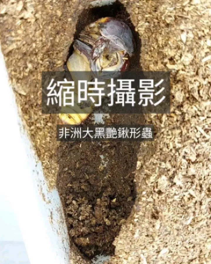 非洲大黑艷鍬形蟲：78 mm 縮時飼育紀錄