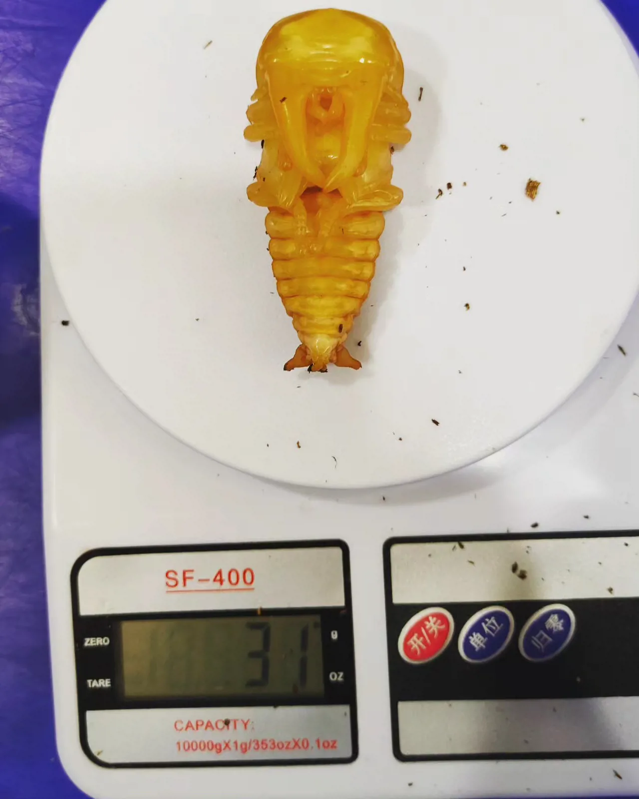 巴拉望巨扁鍬形蟲