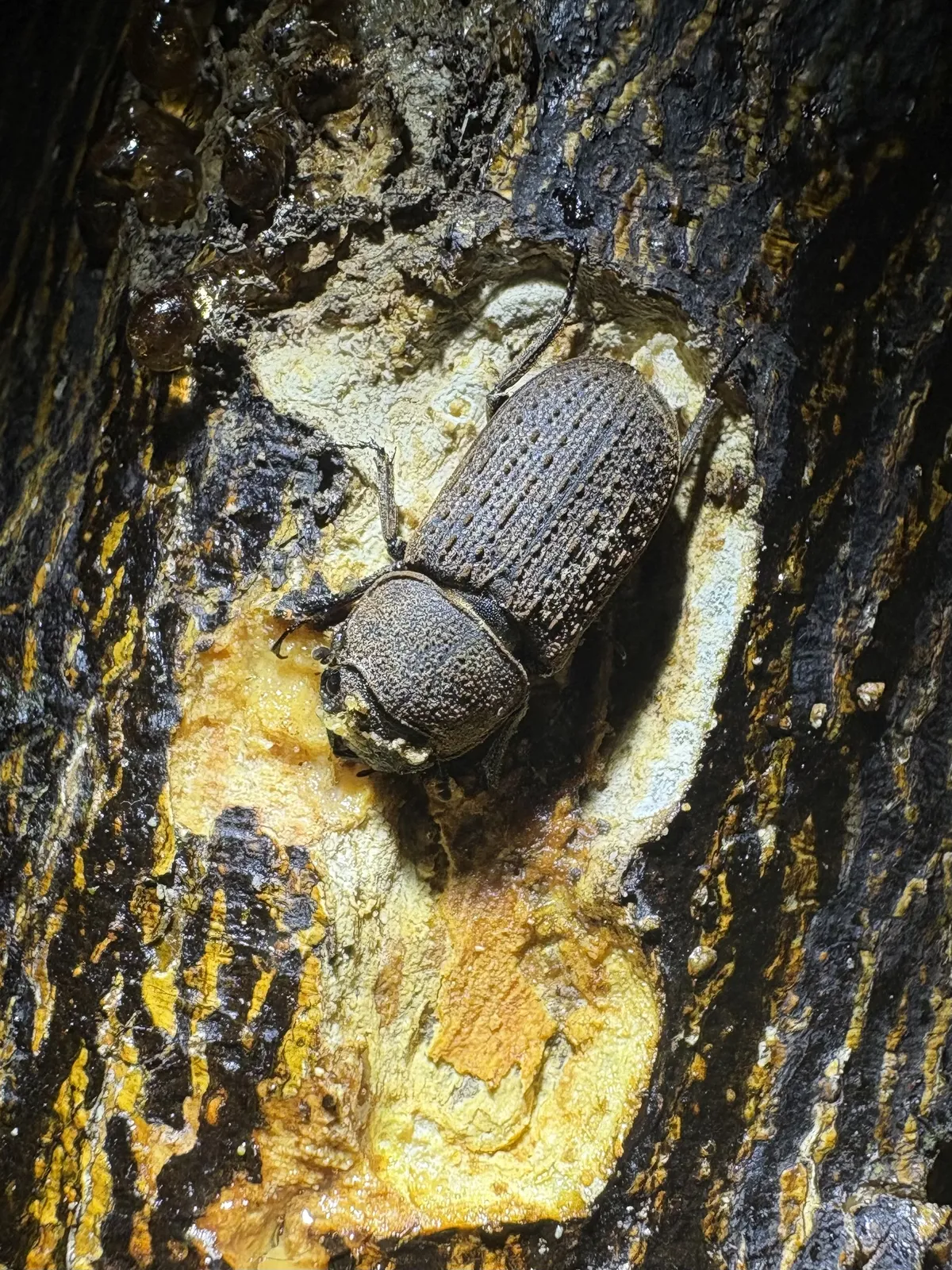 Velutinodorcus japonicus 成蟲的觀察照片。