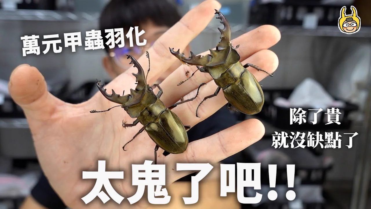 鬼深山鍬形蟲