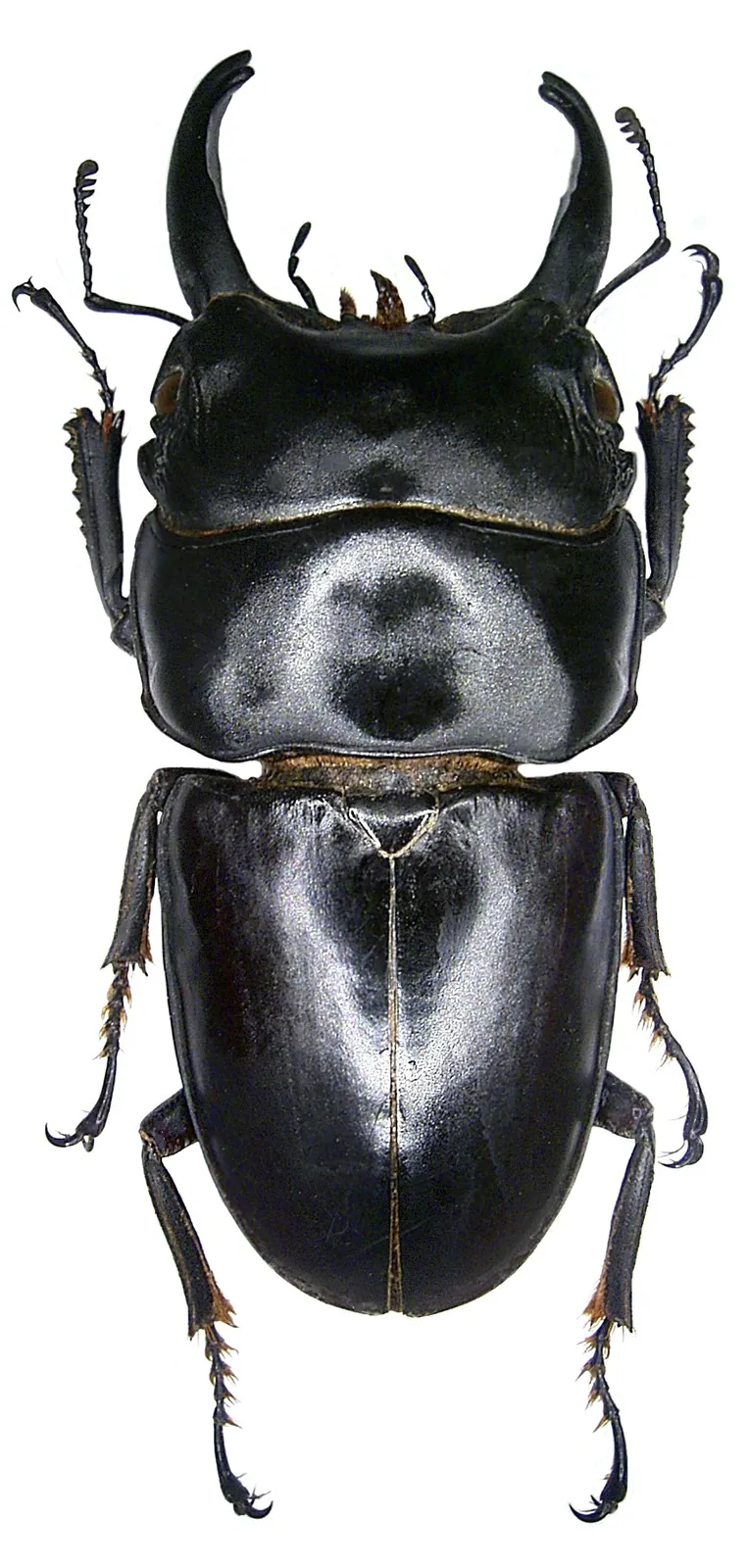 Dorcus arfakianus 雄蟲標本背面照。