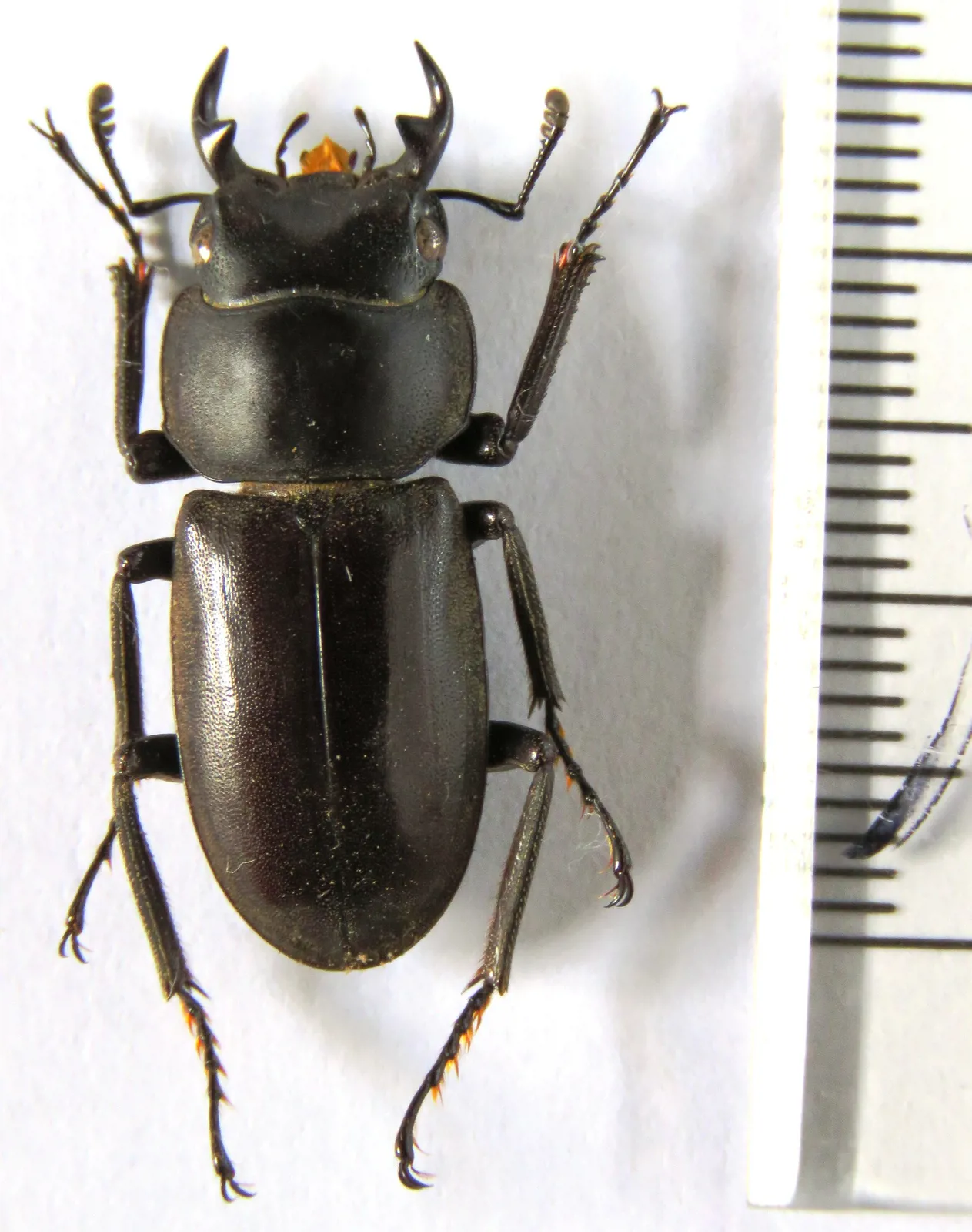 Dorcus amamianus nomurai 針插標本。