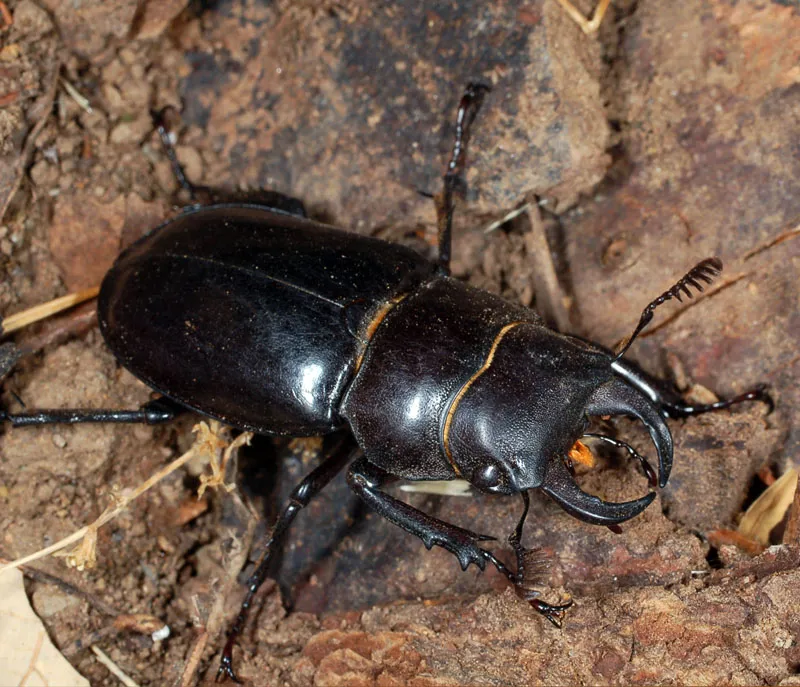 Lucanus barbarossa 雄蟲全身照。