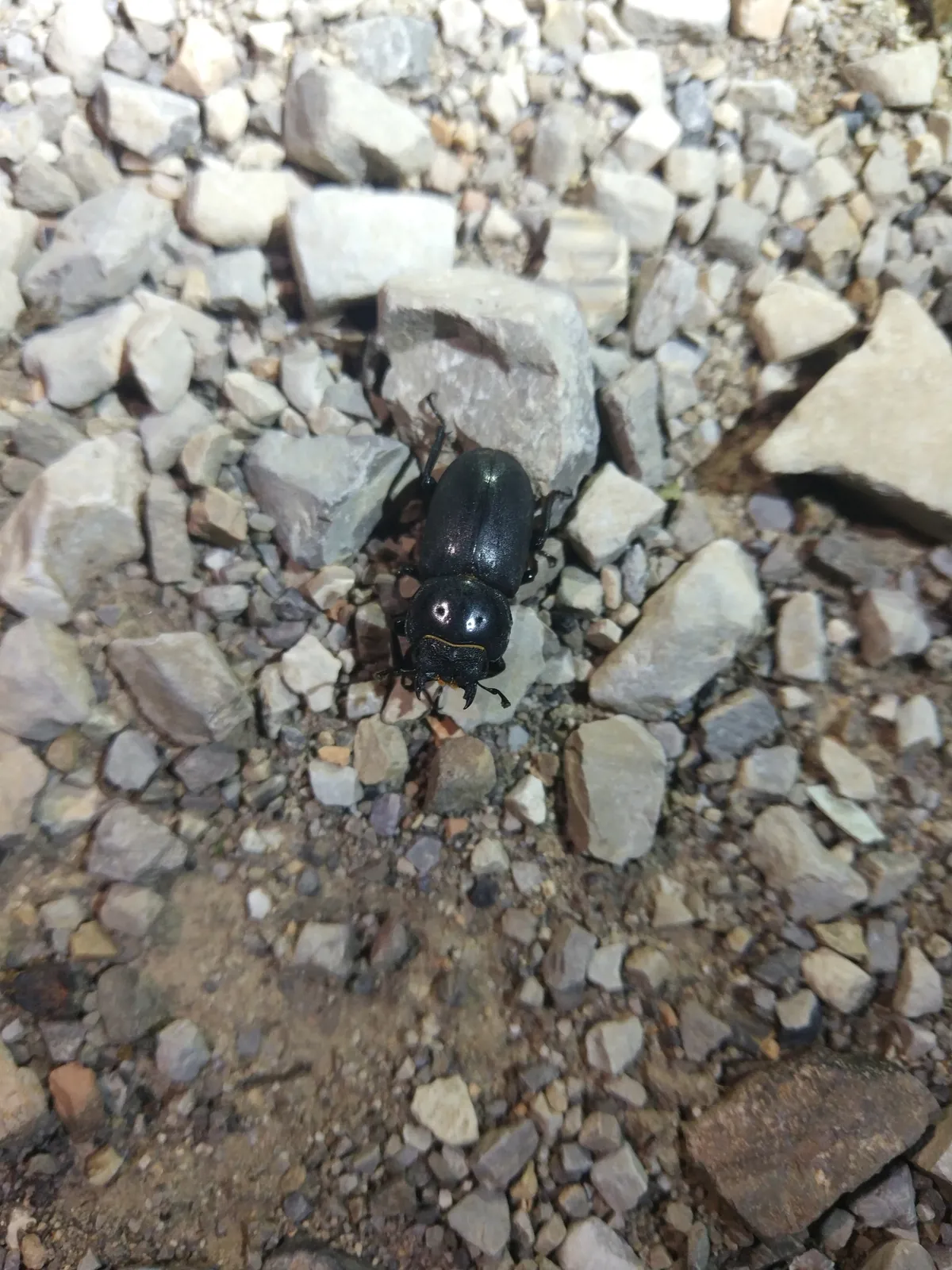 Dorcus davidis 成蟲。