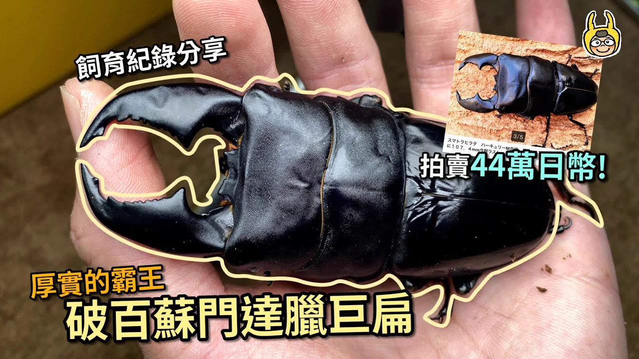 蘇門答臘巨扁鍬形蟲
