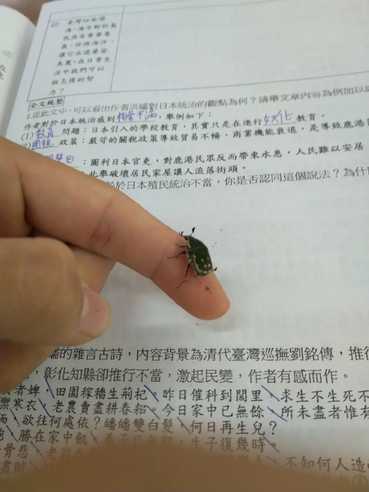 白緣姬花金龜成蟲（Gametis incongrua）停在手指上的野外紀錄照片，可見深色鞘翅上的淡色斑紋。