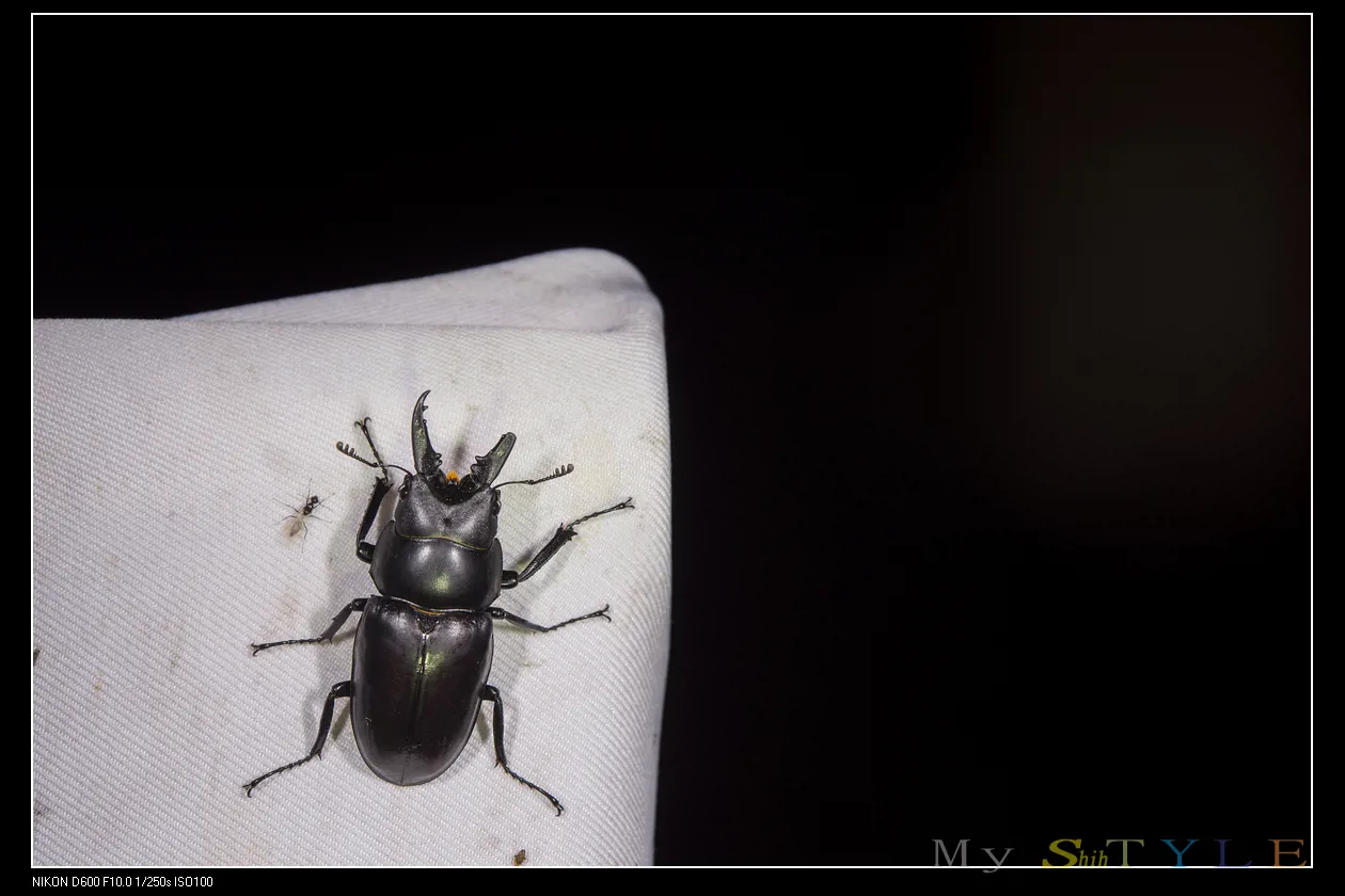 圓翅鋸鍬形蟲（Prosopocoilus forficula austerus）的照片
