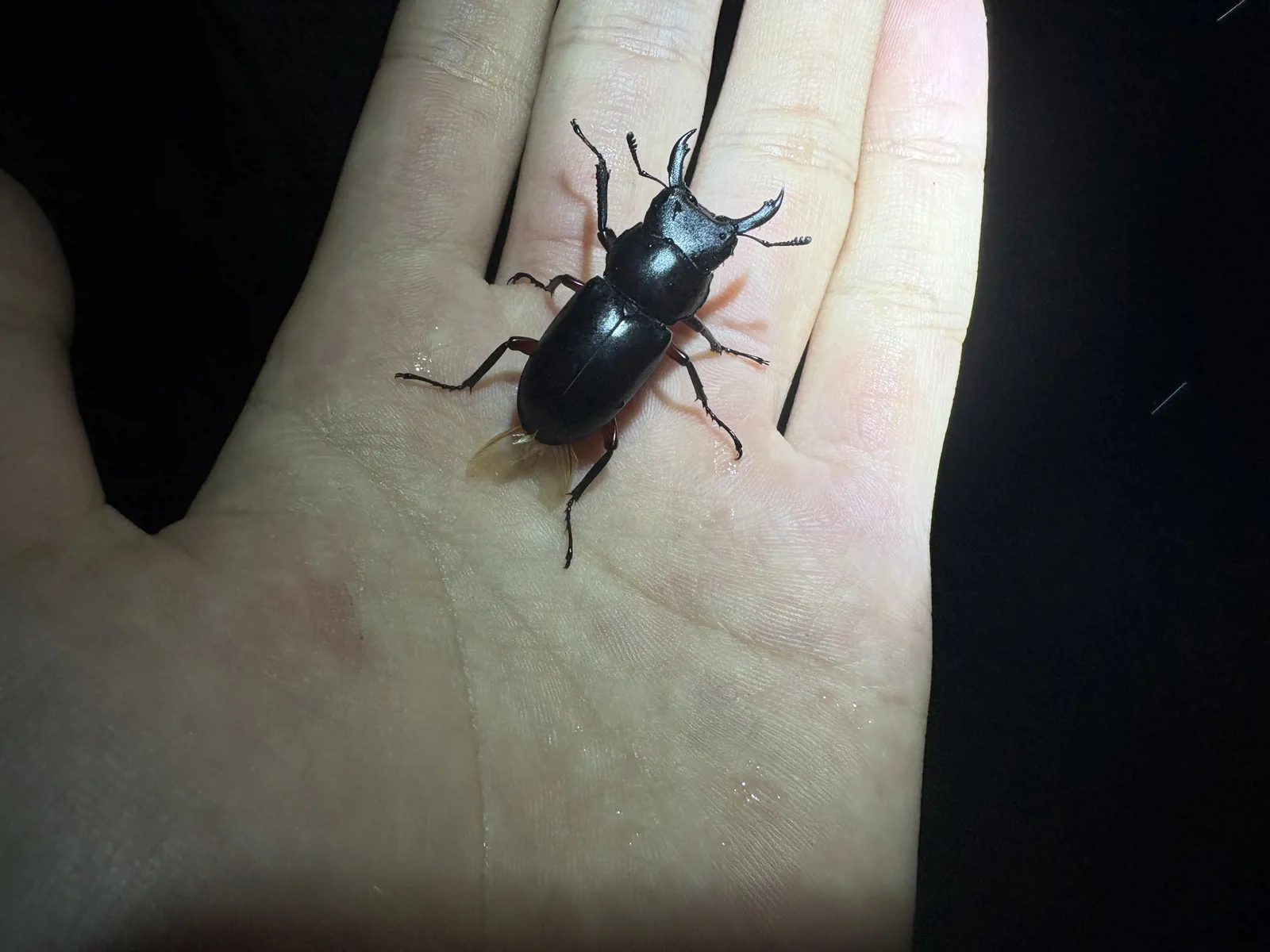 Dorcus rubrofemoratus rubrofemoratus 成蟲背面照。