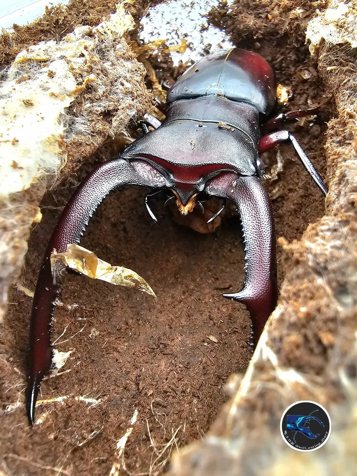 南加里曼巨鄂叉角鍬形蟲：87 與 91 mm 的兩隻紀錄