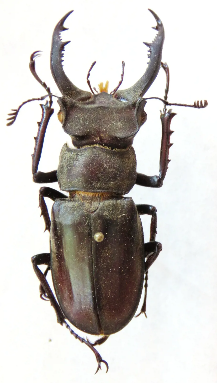 Lucanus nobilis 成蟲標本照。