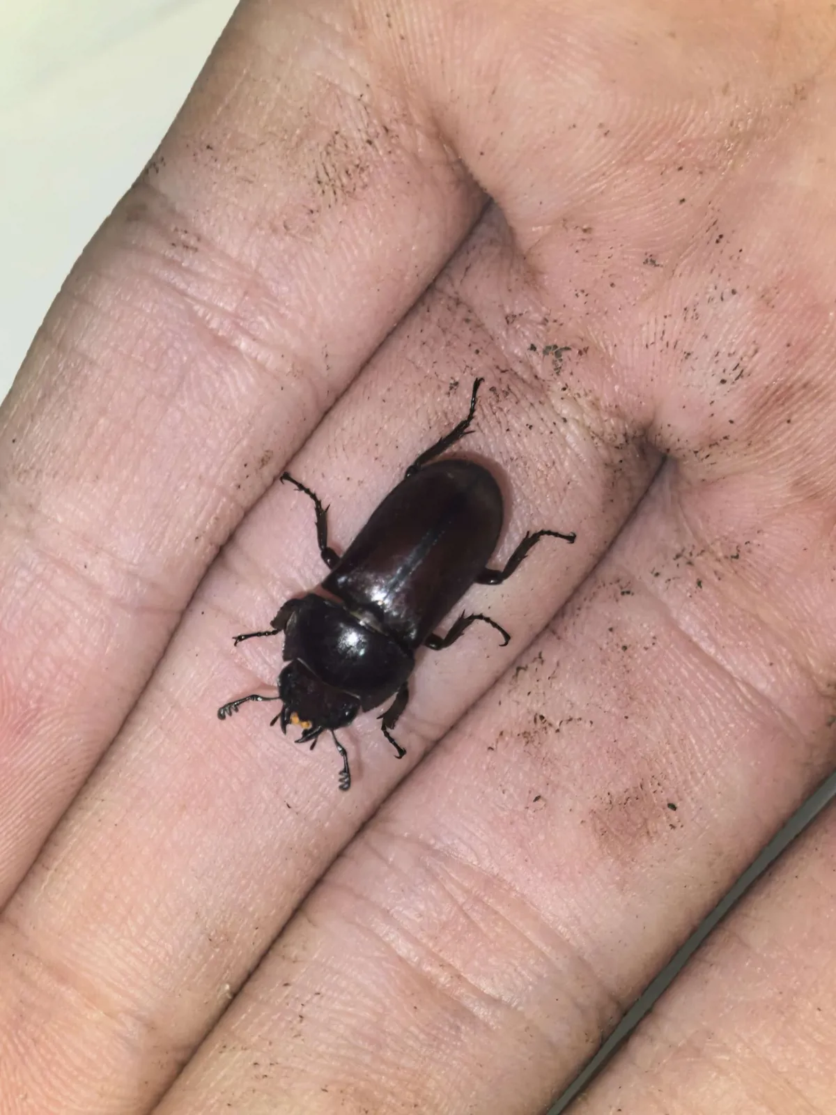 Falcicornis mellianus 成蟲。