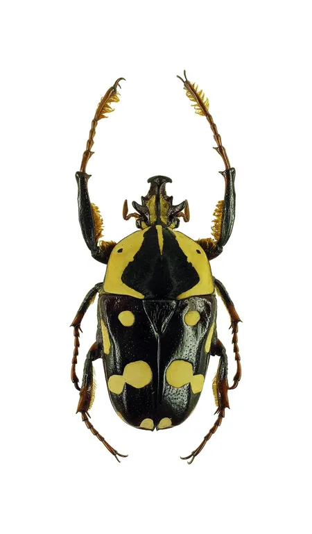 Cheirolasia burkei：館藏標本背面