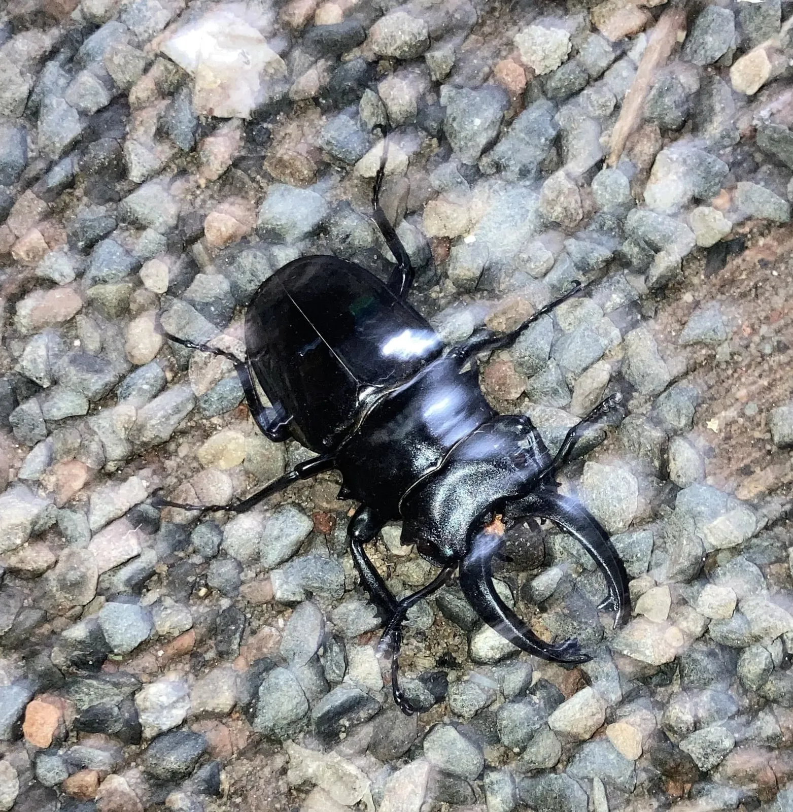 Odontolabis siva 成蟲背面照。