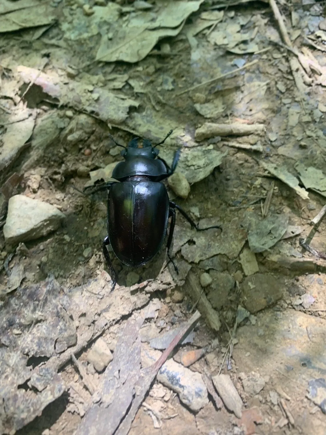 野外觀察到的 Neolucanus maximus vendli。