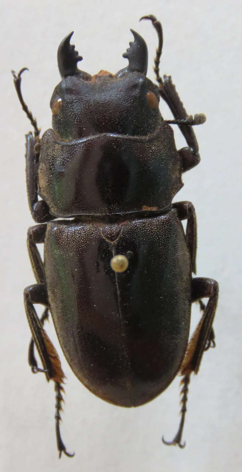 Dorcus townesi 成蟲標本照。