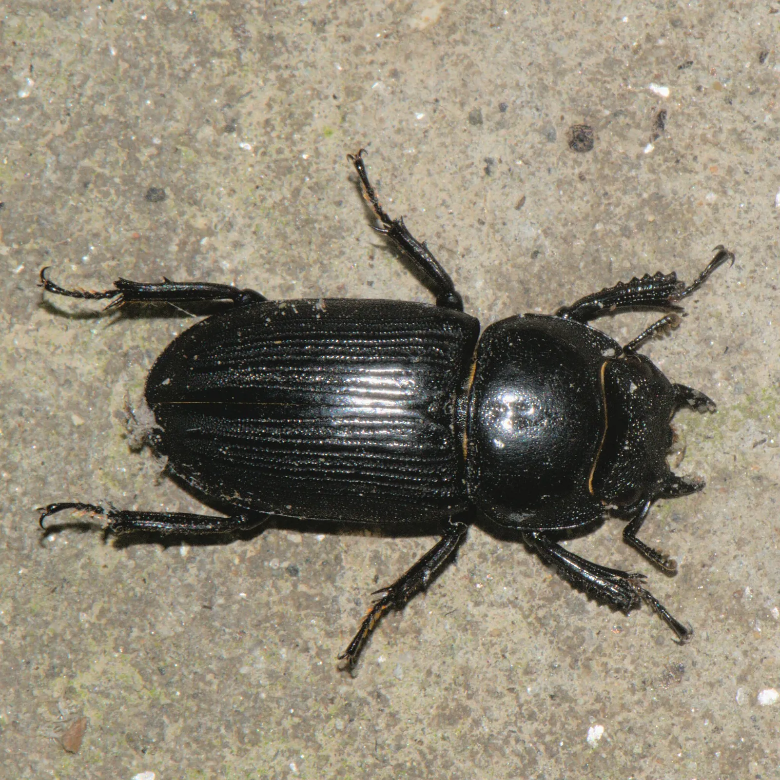 Dorcus tityus 成蟲的觀察照片。