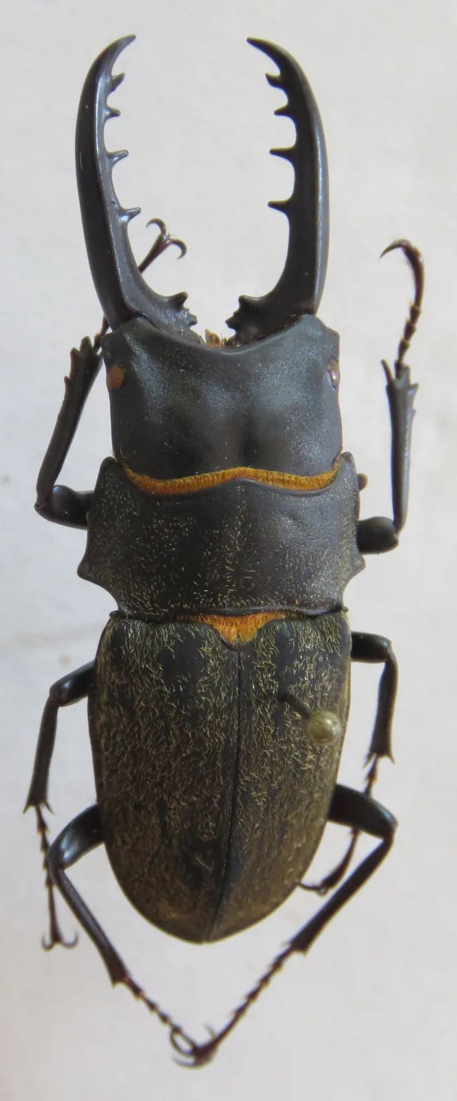 Leptinopterus fryi 成蟲背面照。