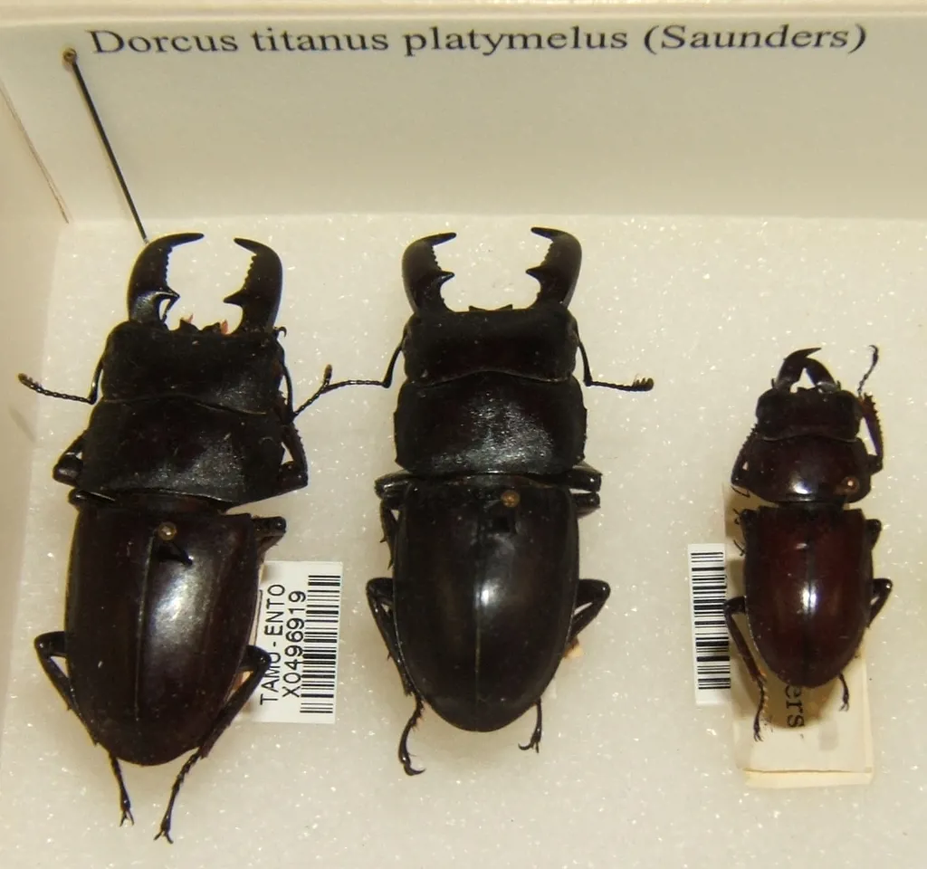 中華扁鍬形蟲（Serrognathus titanus platymelus）的照片