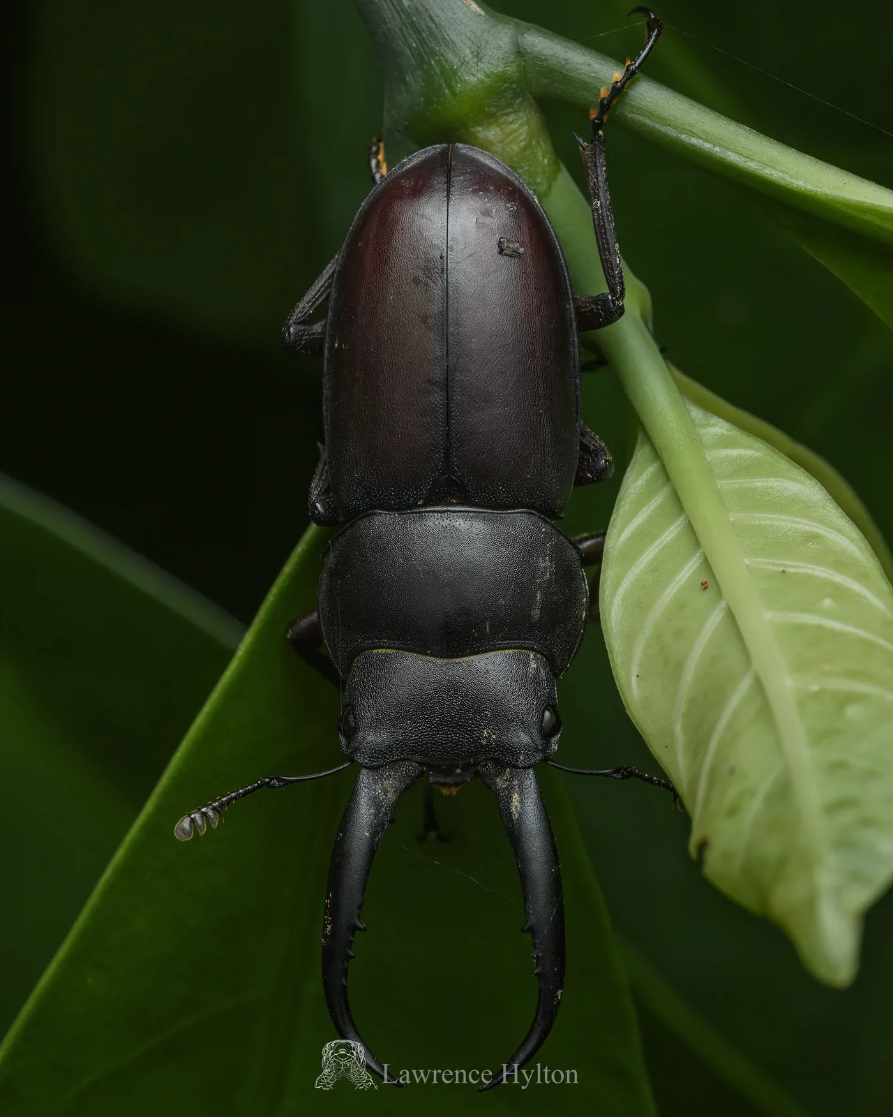 Epidorcus gracilis 成蟲背面照。