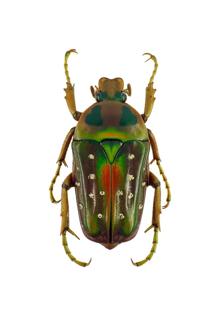 Stephanorrhina julia：館藏標本背面