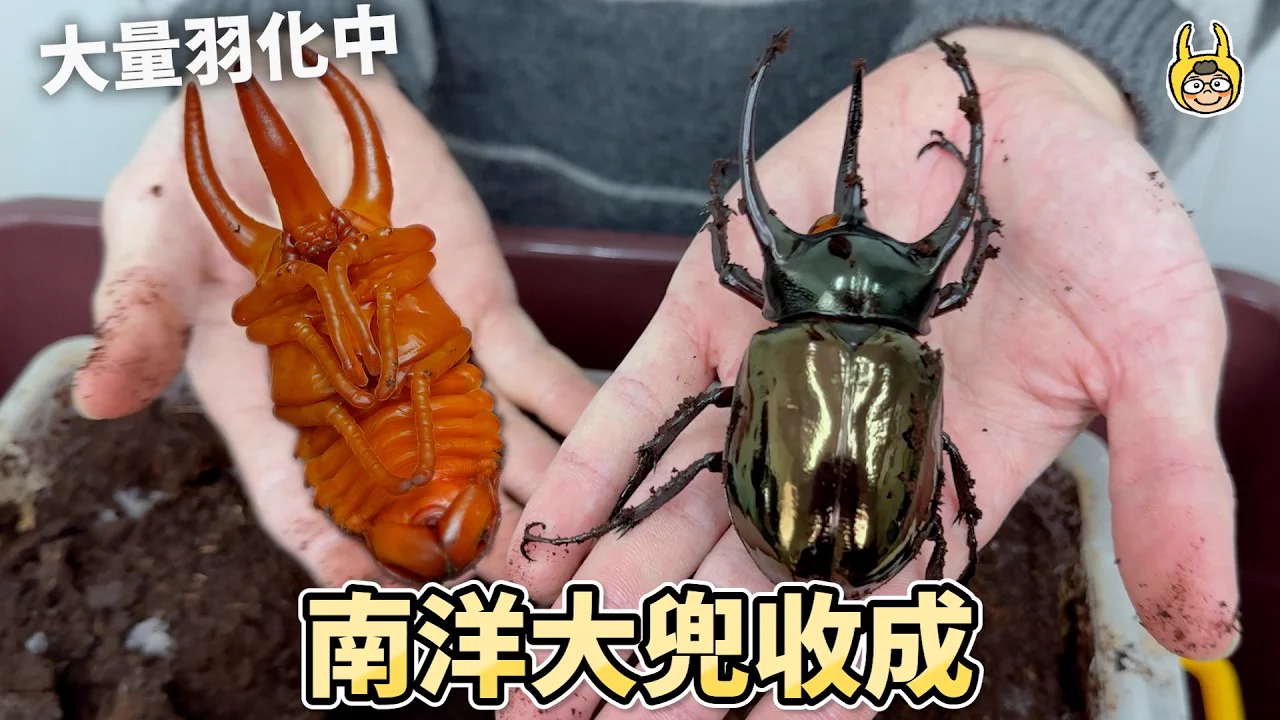 阿努比斯大兜蟲