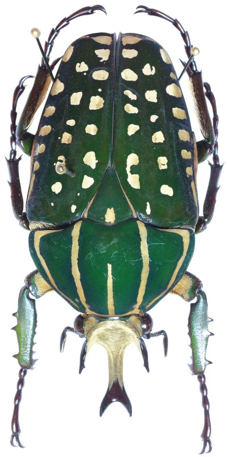 Mecynorhina polyphemus 雄蟲標本背面照。