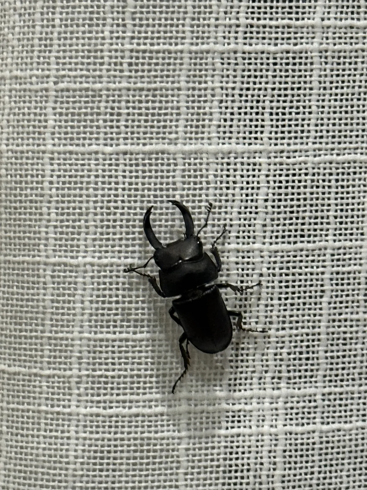 Falcicornis seguyi 成蟲。