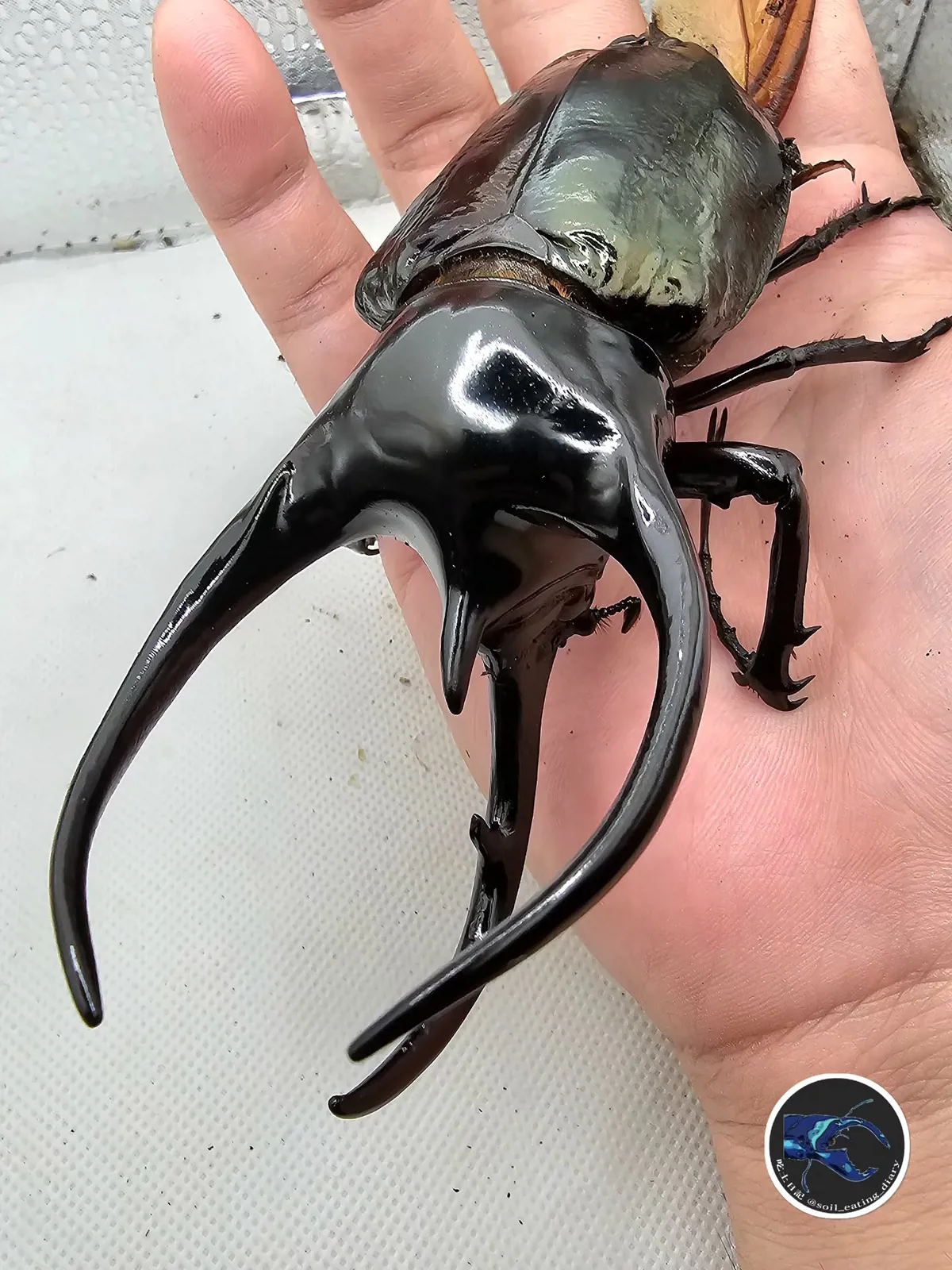 CCK 高加索南洋大兜蟲飼育紀錄：從 L1 到 117 mm 長牙成蟲