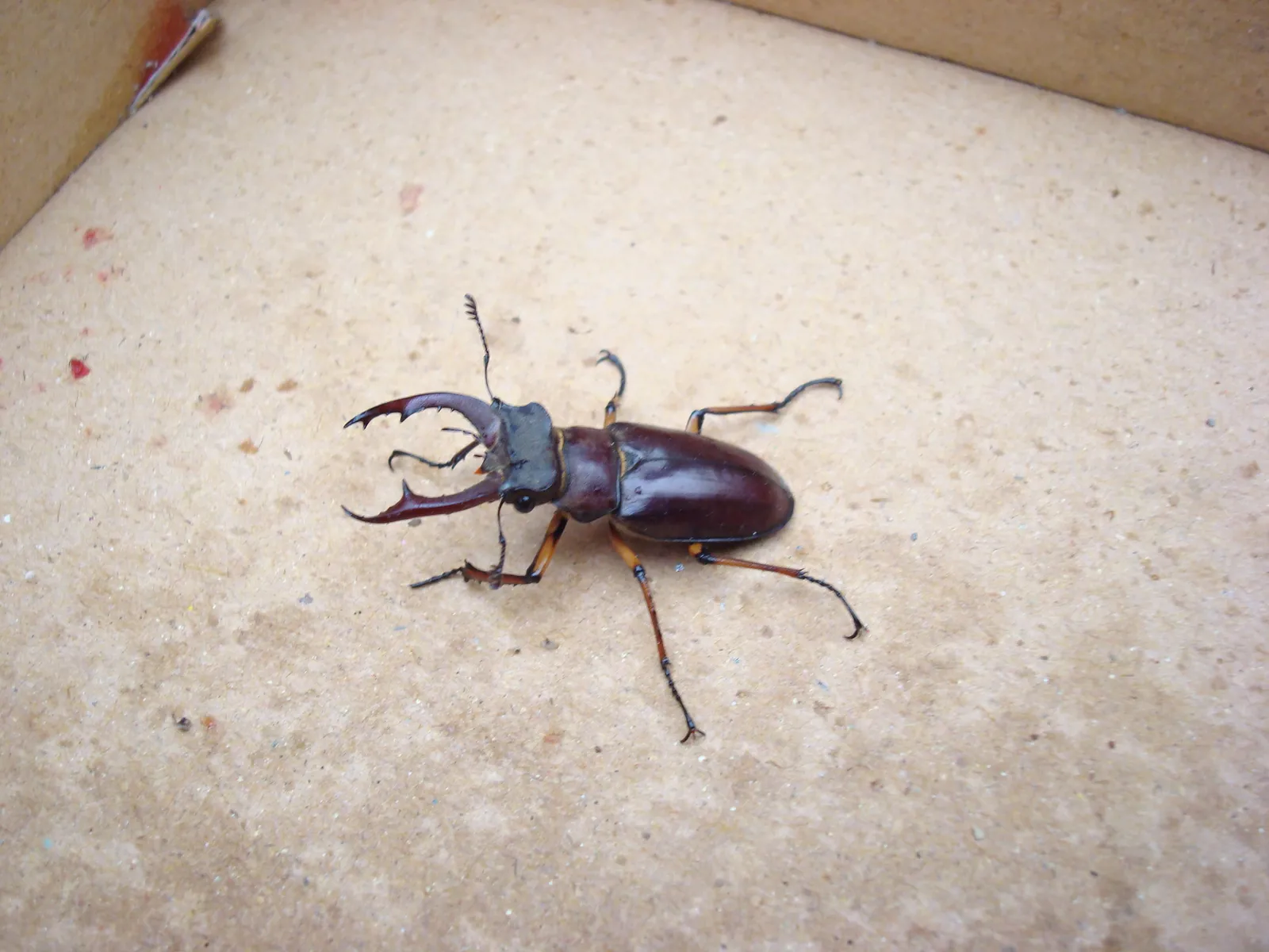 Lucanus fairmairei 成蟲背面照。