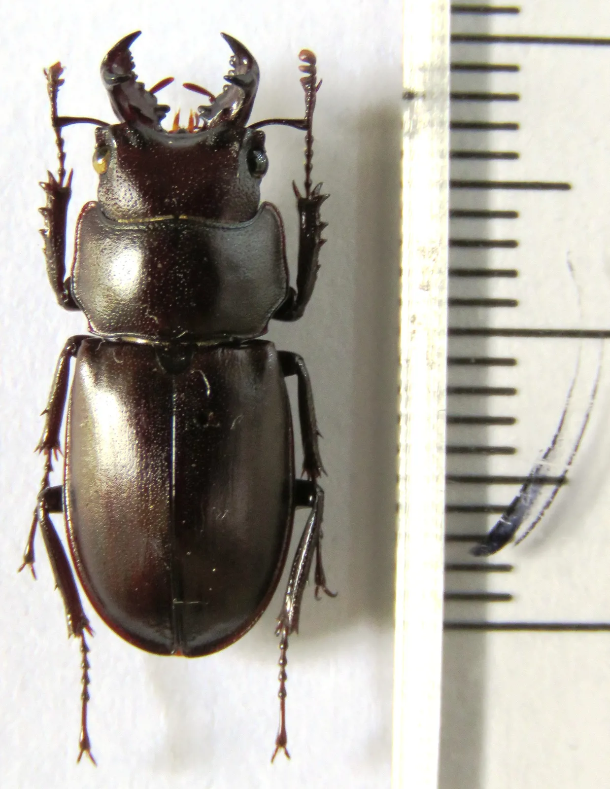 Prismognathus angularis tokui 雄蟲背面照。