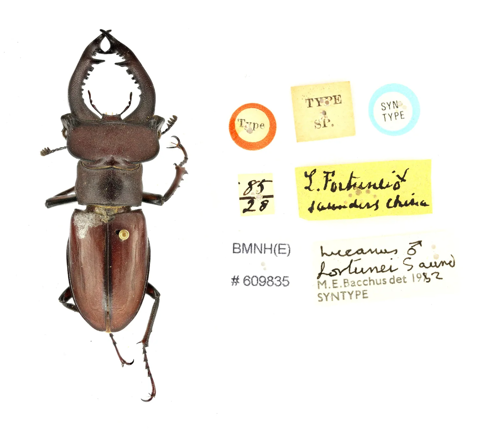 幸運深山（Lucanus fortunei）的照片