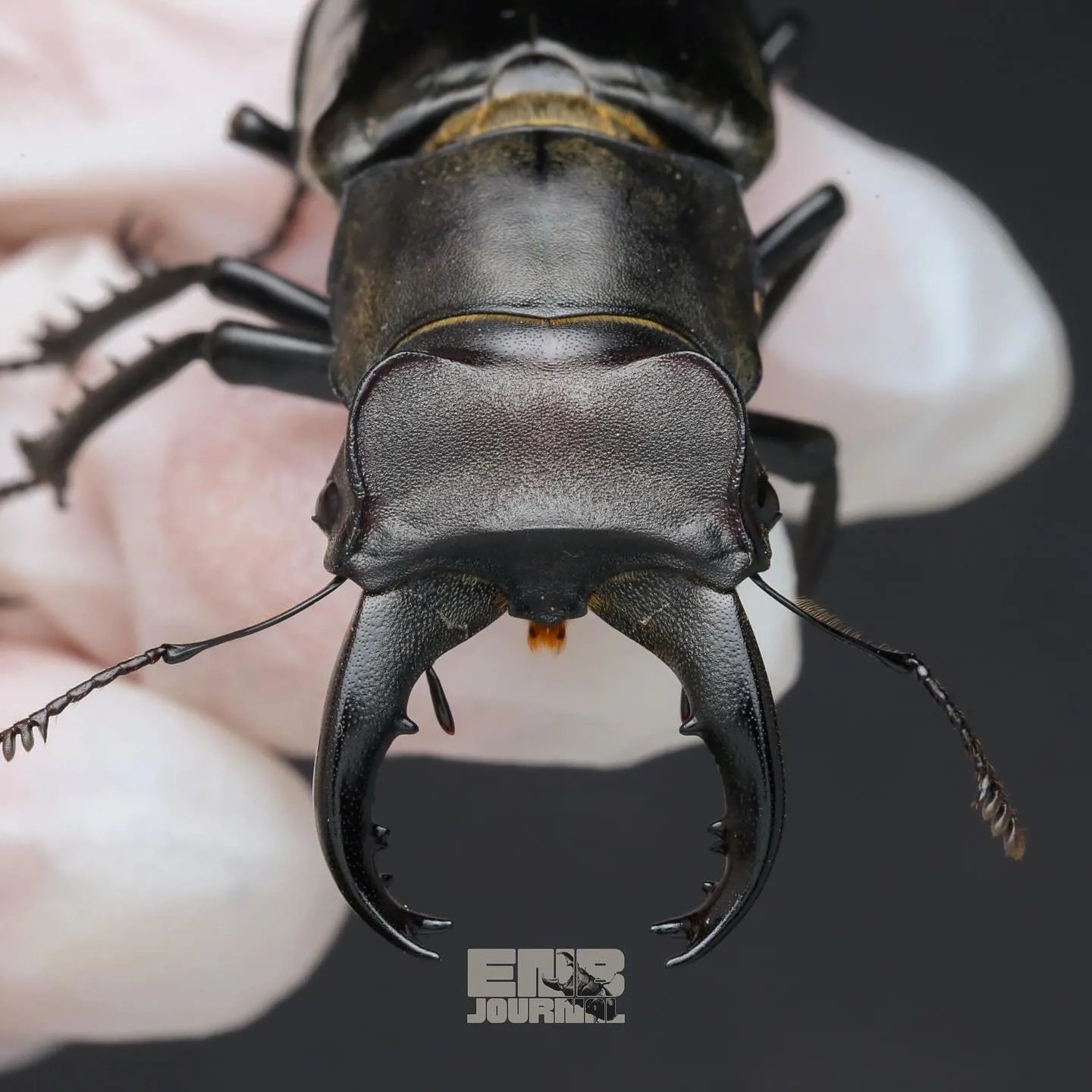 黑栗色深山鍬形蟲（Lucanus piceus）的照片