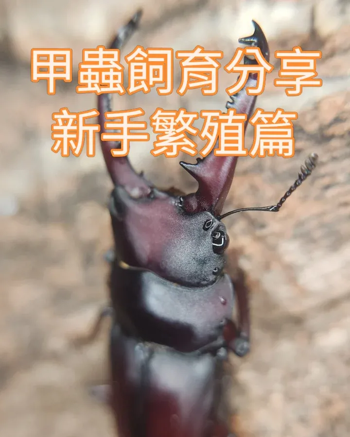 新手繁殖篇 1：鍬形蟲的產房、介質與配對經驗，小糕甲蟲原貼文照片 1