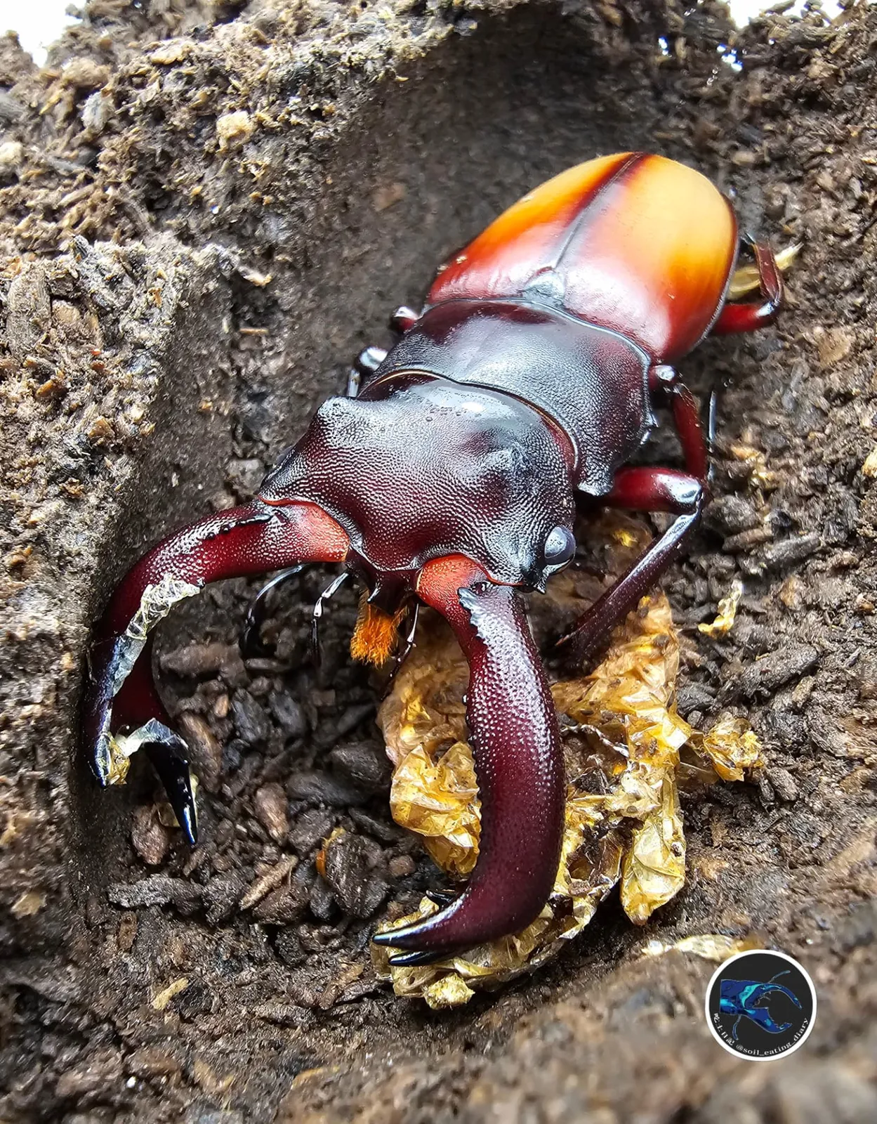 Hexarthrius parryi elongatus，雄蟲蛹室內姿態。