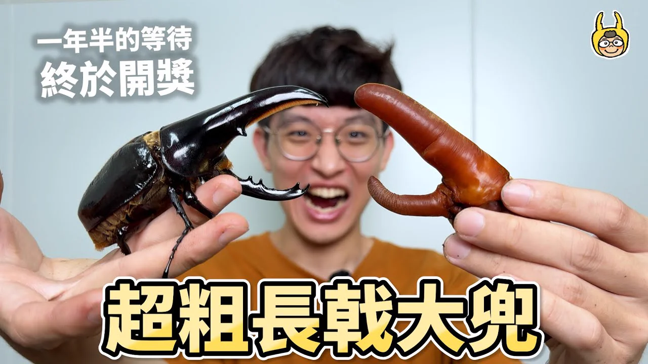 長戟大兜蟲