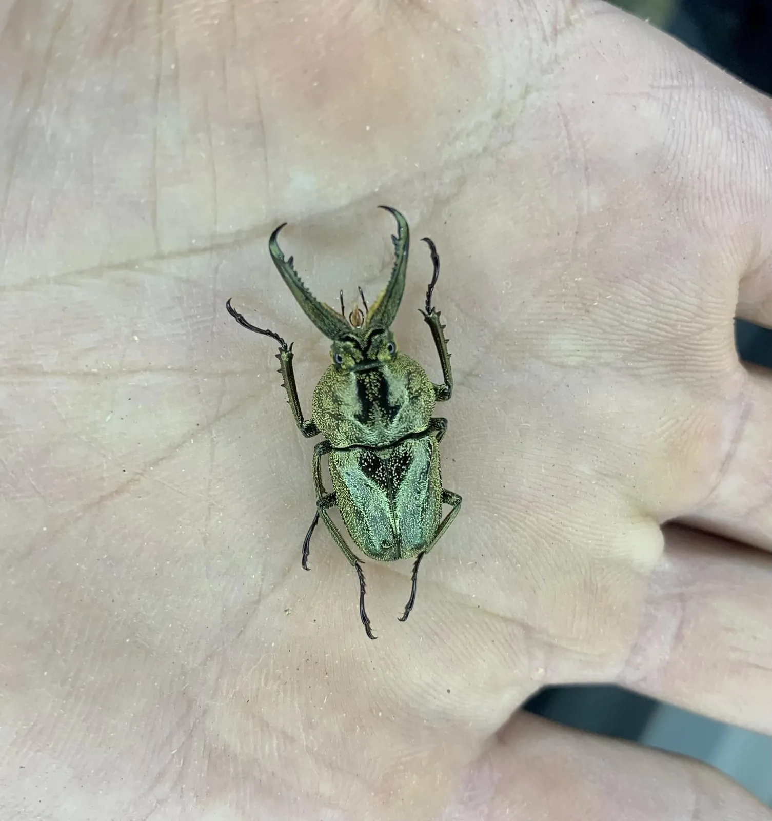 Casignetus lindei