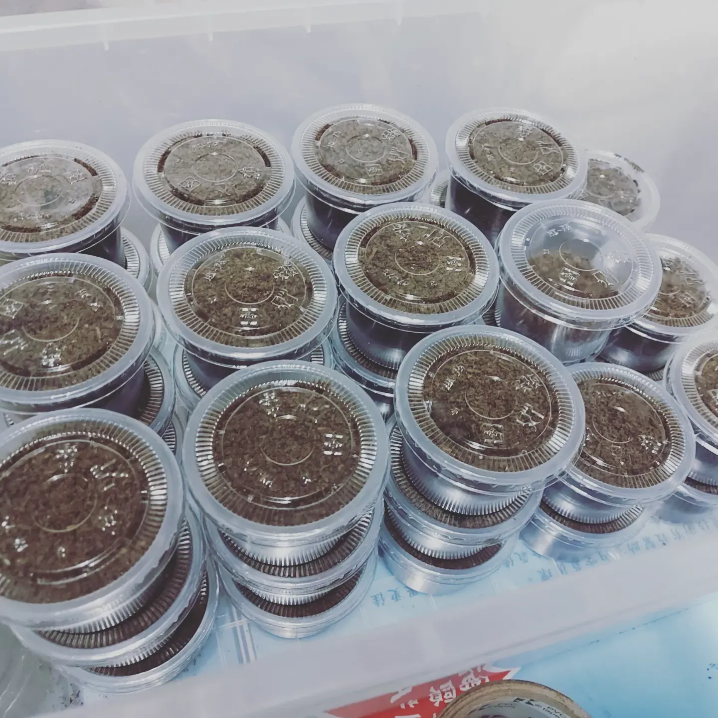 普色 CMF 第一次開產房：40 幼與 1 卵