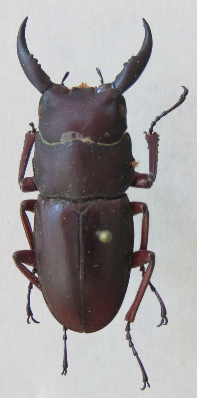Dorcus saiga 成蟲背面照。