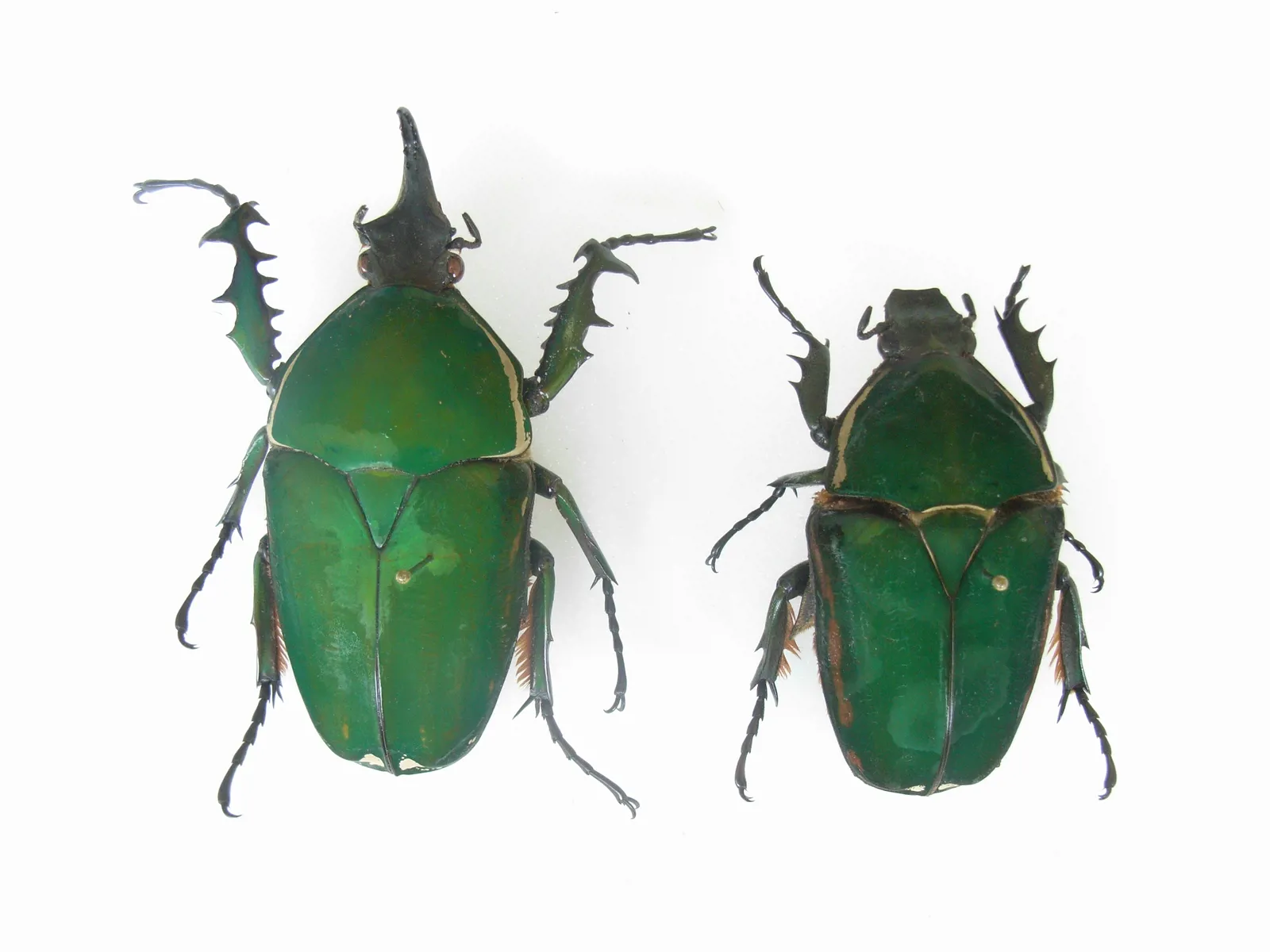 Mecynorhina torquata 雌雄標本背面照，雄蟲具有頭角。