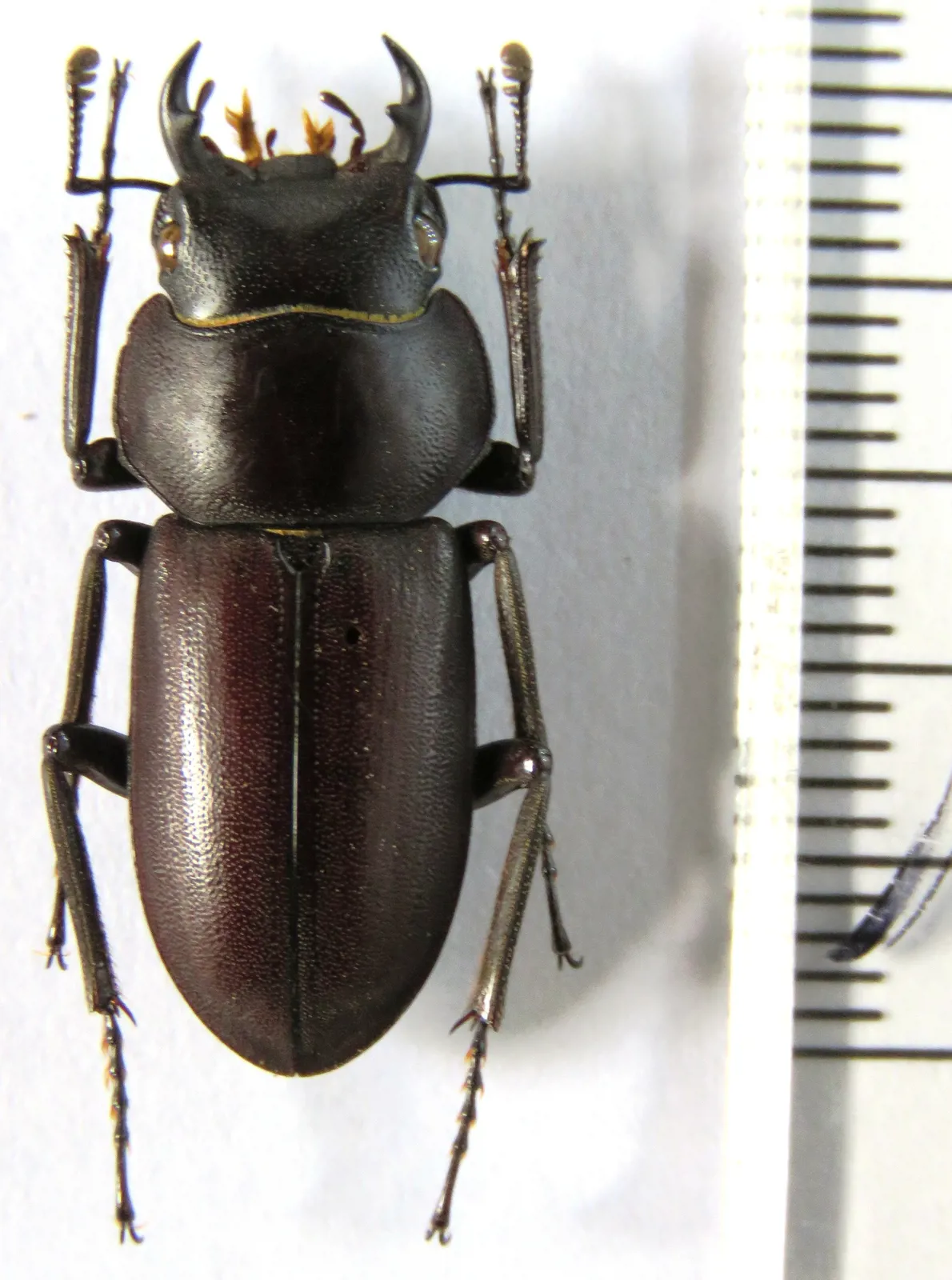 Dorcus amamianus amamianus 成蟲照。