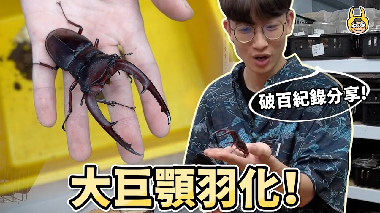 巨顎叉角鍬形蟲