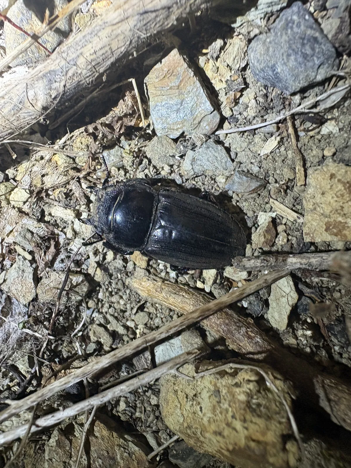 Serrognathus titanus tokunoshimaensis 成蟲。